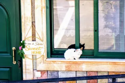a black and white cat sitting in a window at La Casa Di Silvia in Apolakkiá