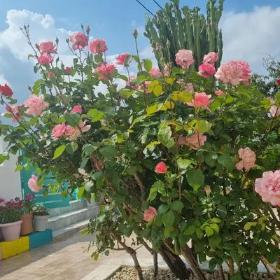 a tree with pink flowers on a balcony at Arocaria Apartment in Faliraki with garden , mountain and sea view in Faliraki
