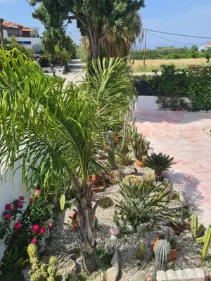 a group of plants and trees in a garden at Cactus Living in Ialyssos
