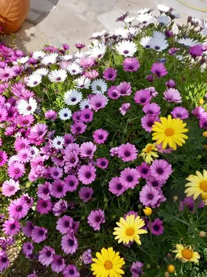 a bunch of purple and white flowers in a field at Apartment Margerita in Asgourou