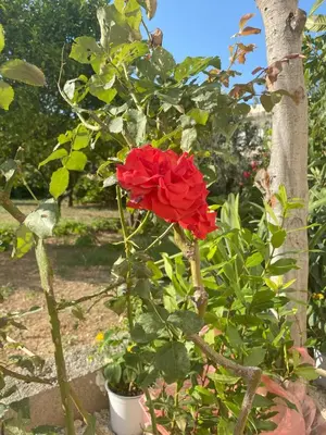 a red rose in a pot next to a tree at Nikargy Luxury Apartments in Koskinou