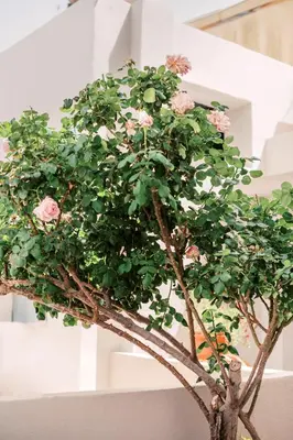 a small tree with pink flowers on it at Fay's Suites in Ialyssos