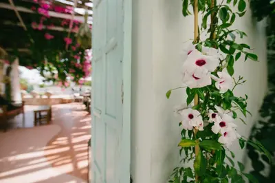a bunch of white flowers hanging from a wall at Gorgona Studios in Faliraki
