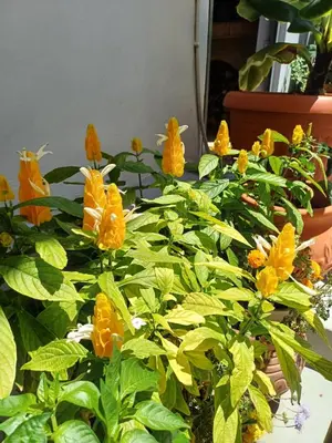 a bunch of yellow flowers on a plant at ZEUS Studios in Rhodes Town
