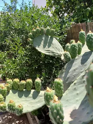 a close up of a prickly pear plant at ZEUS Studios in Rhodes Town