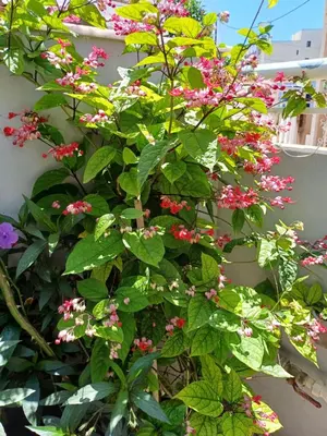 a plant with pink flowers and green leaves at ZEUS Studios in Rhodes Town