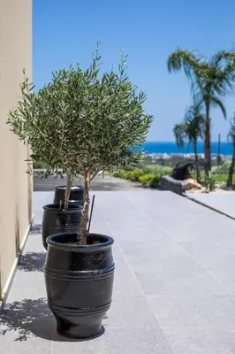 two potted trees in black pots on a sidewalk at Madi Villa in Faliraki