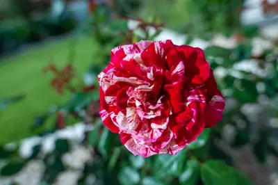a pink flower in a garden at Monte Smith Luxury Garden Apartment With Parking in Rhodes Town