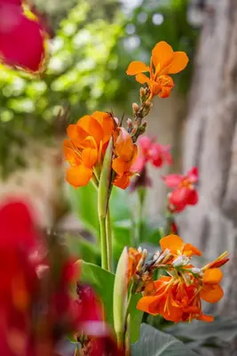 a group of orange flowers in a garden at Nikolas Old Town in Rhodes Town