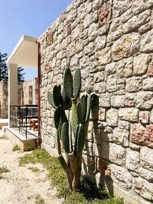 a cactus in front of a stone wall at Tropical Garden Faliraki Rhodes in Faliraki