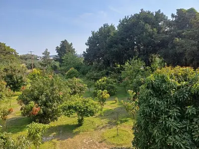 an apple orchard with trees in a field at Tropical Garden Faliraki Rhodes in Faliraki