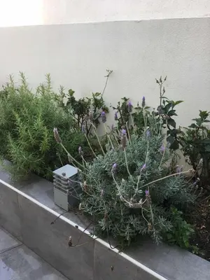 a bunch of plants in a planter against a wall at Evelyn's Cozy Apartment in Rhodes Town