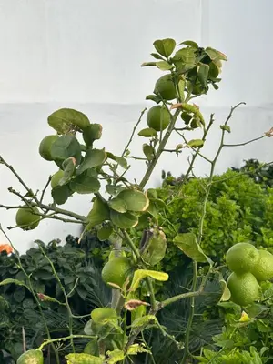 a plant with green fruit growing in a greenhouse at Evelyn's Cozy Apartment in Rhodes Town