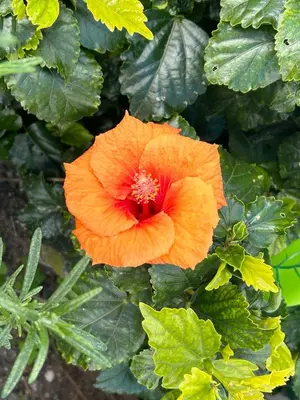 an orange flower on a plant with green leaves at Emerald Cozy Apartment in Rhodes Town