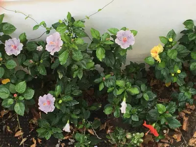 a group of pink and yellow flowers next to a wall at Emerald Cozy Apartment in Rhodes Town
