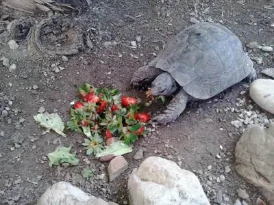 a turtle eating a bunch of strawberries on the ground at Hotel Anastasia in Rhodes Town
