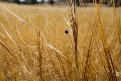 a beetle sitting in the middle of a field of tall grass at Exclusive Olive & Herb Villa, Mountain to Sea Views, Rhodes in Afantou