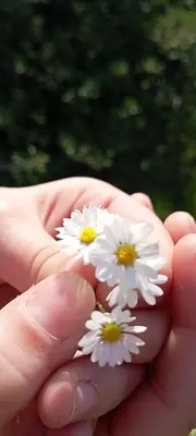 a person holding a handful of white flowers at Exclusive Olive & Herb Villa, Mountain to Sea Views, Rhodes in Afantou
