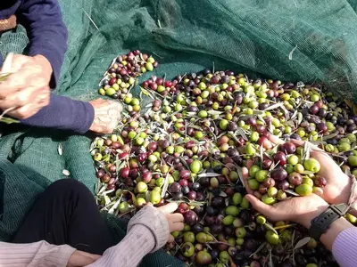 a group of people holding up a pile of olives at Exclusive Olive & Herb Villa, Mountain to Sea Views, Rhodes in Afantou