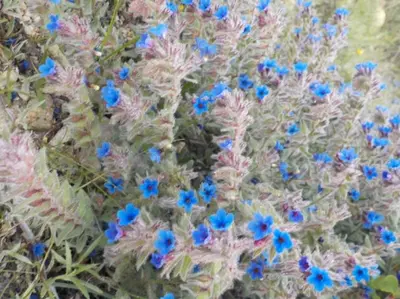 a bunch of blue flowers on a plant at Exclusive Olive & Herb Villa, Mountain to Sea Views, Rhodes in Afantou