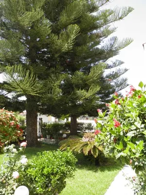 two pine trees in a garden with flowers at Maria Studios & Apartments in Kremasti