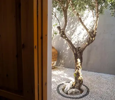 a tree in a pot on the floor next to a door at St. George Studios in Rhodes Town