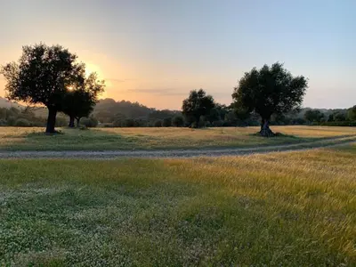 two trees in a field with a dirt road at AGROTOPIA Guesthouses in Theologos