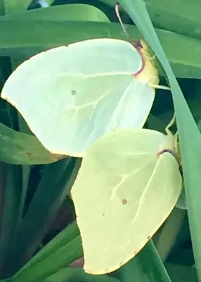 a butterfly sitting on top of a green leaf at AGROTOPIA Guesthouses in Theologos