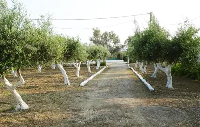 a row of olive trees on a dirt road at Nadia's House 1 in Afantou