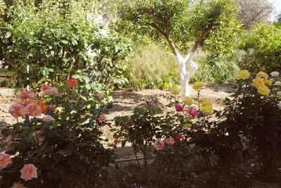 a garden filled with flowers and a tree at Nadia's House 1 in Afantou