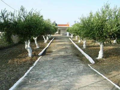 a road lined with trees in front of a house at Nadia's House 1 in Afantou
