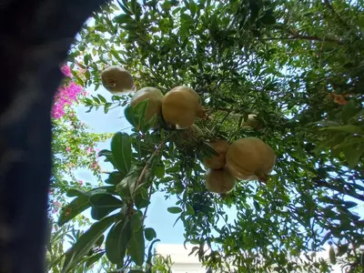 a bunch of fruit hanging from a tree at Sweet Home Luxury Apartments in Ialyssos