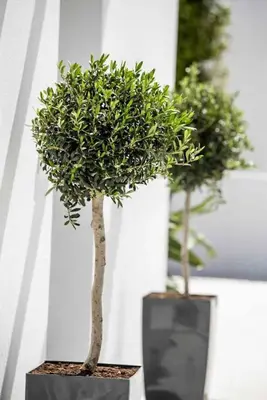 two potted trees in black vases next to a wall at Villa Anthos Kerasia in Gennadi