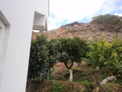 an orange tree in front of a mountain at Antouan Matina in Archangelos