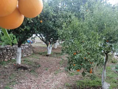 a row of orange trees in an orchard at Antouan Matina in Archangelos