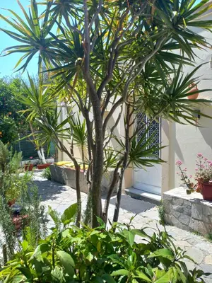 a palm tree in the middle of a garden at Maria's garden house in Archangelos