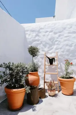 a group of potted plants and a cat on a ladder at 1919's Studio in Asklipiḯon