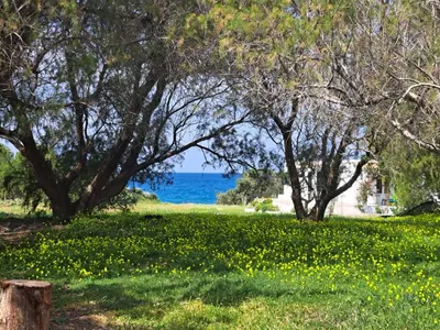 a field of flowers with trees and the ocean at Charming Cottage on the sea turtle beach in Apolakkiá