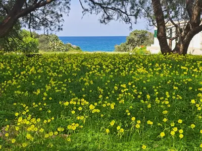 a field of yellow flowers in front of the ocean at Charming Cottage on the sea turtle beach in Apolakkiá