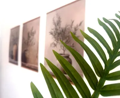 a green plant in front of some pictures on a wall at Villa Paradisos Archangelos in Archangelos