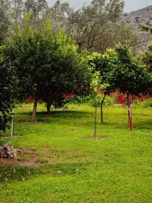 a group of trees in a field of grass at Papa’s house in Kalithies