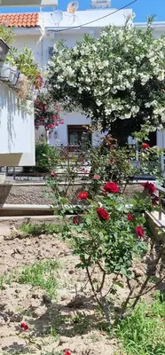 a bush of flowers in front of a house at City Center Luxury Spacious apt A&M in Rhodes Town
