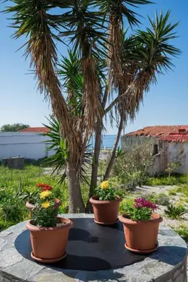 three potted plants sitting on a table with palm trees at Rhodes Sunset House in Rhodes Town