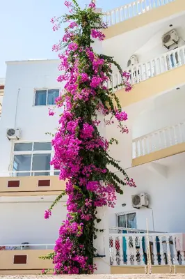 a column of pink flowers in front of a building at Aphrodite Apartments in Kallithea Rhodes