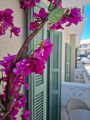 a branch of purple flowers on a building at Golden City Center Suites in Rhodes Town