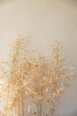 two tall plants in front of a wall at Sirin Luxury Suites - 1st floor in Haraki