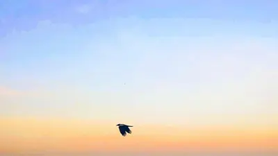 a bird flying in the sky at sunset at Rhodes Skyline Suite with In Door Jacuzzi Sea View in Ixia