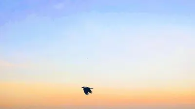 a bird flying in the sky at sunset at Rhodes Skyline Suite with out Door Jacuzzi Sea View in Ixia