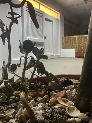a plant in a pot on top of rocks at Flowers Lullaby Loft in Afantou