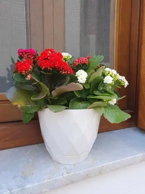 a white vase with red and white flowers on a window at Aggeliki's House in Symi